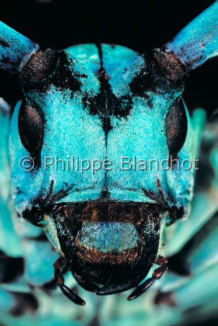 Anoplophora stanleyana.JPG - in "Portraits d'insectes" ed. SeuilAnoplophora stanleyanaLongicorne asiatiqueAsian long horned beetleColeopteraCerambycidaeChine